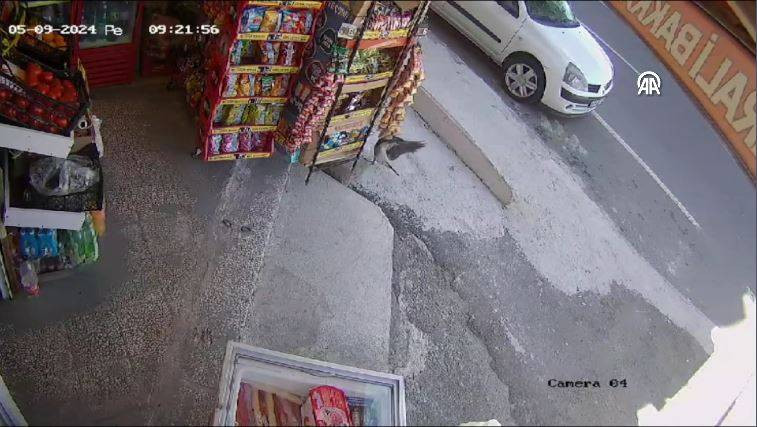 Bakkaldan cips çalan karga suçüstü yakalandı! Etrafı kolaçan etti paketi alıp kaçtı - Resim: 25